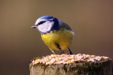 Obraz premium blue tit