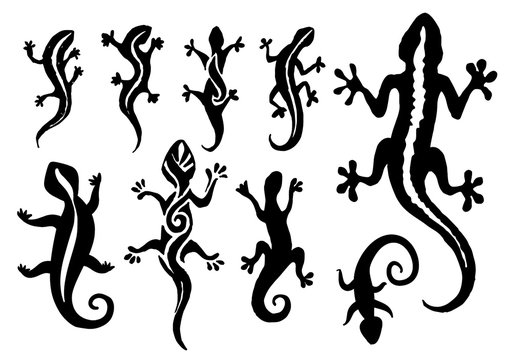 Vector hand drawn illustration of lizard silhouette on white background.