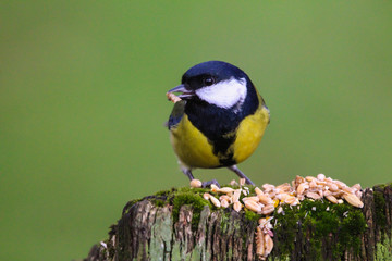 great tit