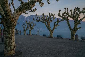 Exceptional trees on promenade of Ascona