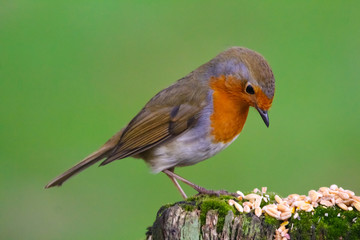 robin