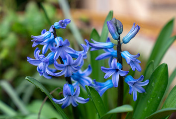 Beautiful spring flowers