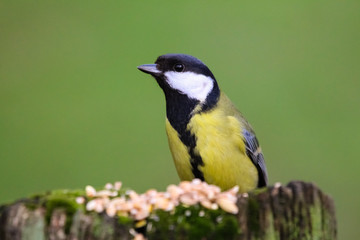 great tit