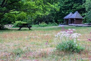 pulsatilla - wild hairy flower close-up