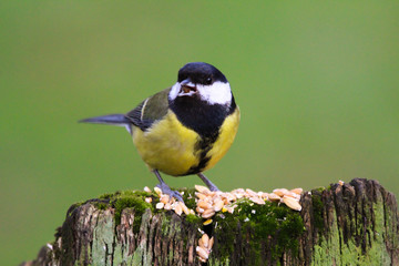 Obraz premium great tit