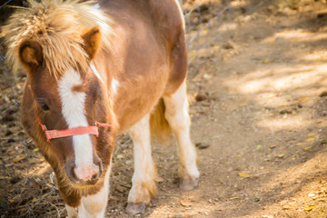 Cute miniature horse or pony in the farm. Cute little pony. Miniature horses are friendly and interact well with people.