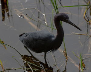 Heron 1