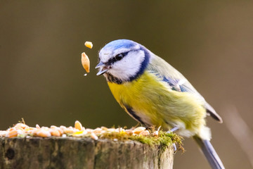 blue tit