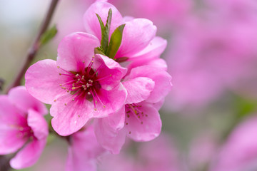 fruit tree flowers spring / spring flowering fruit trees