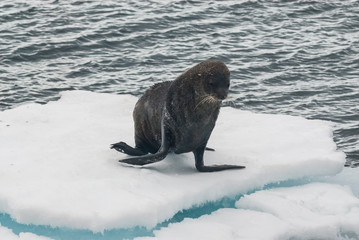 Antarctic fur seal(Arctophoca gazella), an beach, Antartic peninsula.