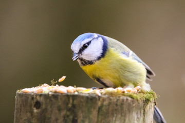 blue tit
