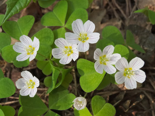 Flowering wood sorrel (Oxalis acetosella)