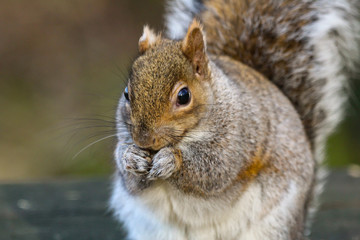 grey squirrel