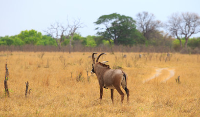 Naklejka na ściany i meble Roan Antelope - Hippotragus equinus -back view looking out onto the African Savnnah in Hwange National Park, Zimbabwe
