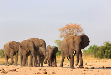 Panoramic view of a Large herd of elephants walking across the African plains towards camera, with a natural bush and tree background and a clear pale blue sky. Hwange National Park, Hwange Zimbabwe