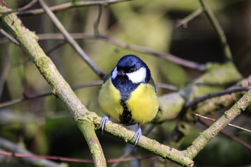 great tit