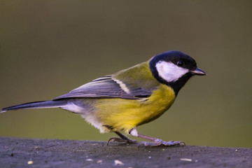 great tit