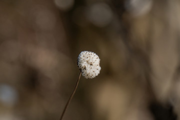 Abgeblühte Blume im Sonnenlicht