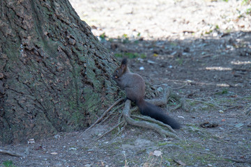 Eichhörnchen am Baum 