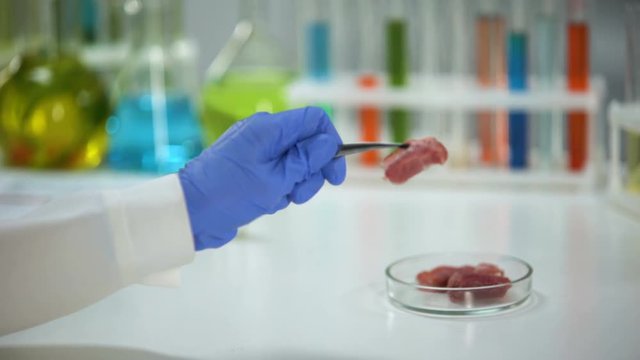 Lab assistant holding meat sample in forceps, product quality analysis, export