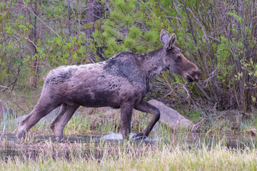 Shiras Moose in Colorado. Shiras are the smallest species of Moose in North America