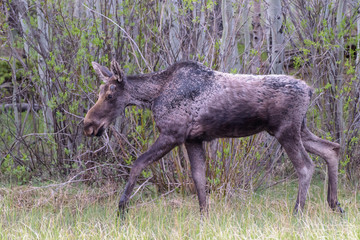 Shiras Moose in Colorado. Shiras are the smallest species of Moose in North America
