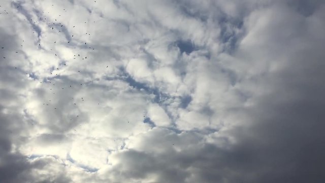  A flock of crows circling in the sky against the backdrop of clouds at sunset