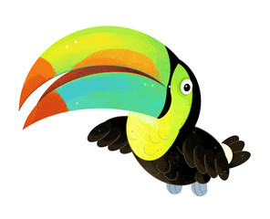 cartoon scene with toucan on white background - illustration for children