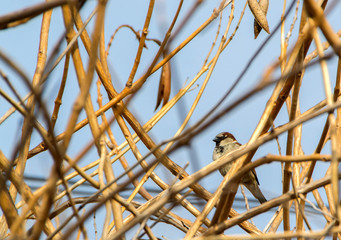 The sparrow in the bush