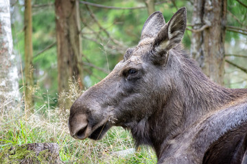 head of a moose or elk in the wild