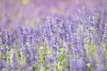 field of Blue Salvia flowers