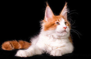 Adorable cute maine coon kitten on black background in studio, isolated.