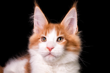 Adorable cute maine coon kitten on black background in studio, isolated.