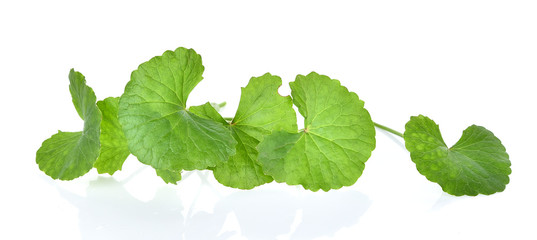 Centella asiatica  on white background.