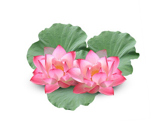 Lotus flower with green leaves on white background