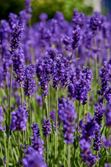 Fototapeta premium fresh lavender meadow on sunny summer day