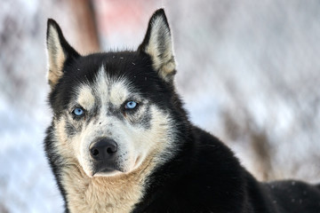 Siberian  ,Husky dog outdoors. Portrait of a husky dog in nature. Close-up.