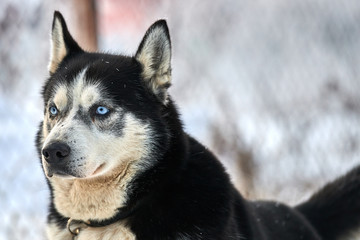 Siberian  ,Husky dog outdoors. Portrait of a husky dog in nature. Close-up.