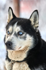 Siberian  ,Husky dog outdoors. Portrait of a husky dog in nature. Close-up.