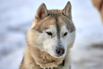 Obraz premium Siberian ,Husky dog outdoors. Portrait of a husky dog in nature. Close-up.