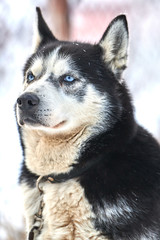Obraz premium Siberian ,Husky dog outdoors. Portrait of a husky dog in nature. Close-up.