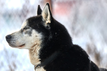 Siberian  ,Husky dog outdoors. Portrait of a husky dog in nature. Close-up.