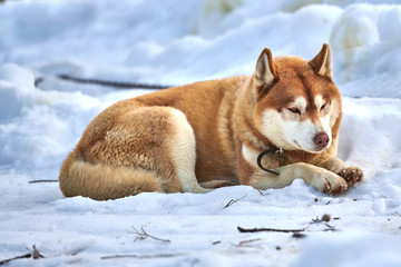 Siberian  ,Husky dog outdoors. Portrait of a husky dog in nature. Close-up.