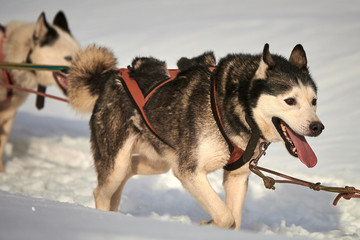 Siberian Husky dogs outdoors, Portrait of a husky dogs participating in the Dog Sled Racing Contest