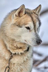 Obraz premium Siberian ,Husky dog outdoors. Portrait of a husky dog in nature. Close-up.