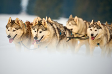 Siberian Husky dogs outdoors, Portrait of a husky dogs participating in the Dog Sled Racing Contest