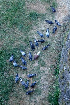 Pigeons au sol qui picorent