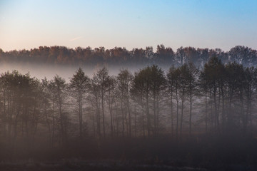 Morning fog in forest