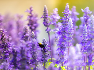 bumblebee on purple flower , Blue Salvia