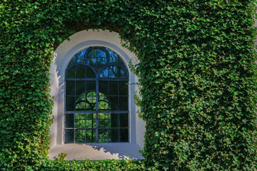 Facade with green wall and vintage window. Decorative garden of Ivy plant leaves.